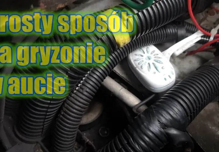 Jak pozbyć się mysz z samochodu: Skuteczne metody, które działają