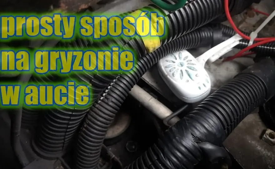 Jak pozbyć się mysz z samochodu: Skuteczne metody, które działają